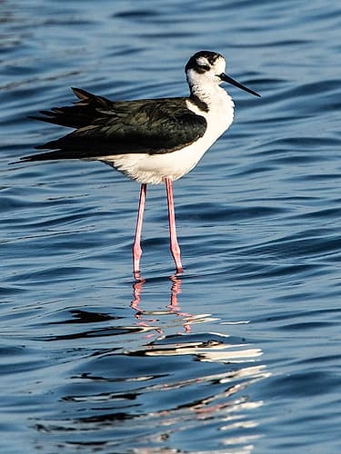 USA-Florida-Sarasota-Myakka River State Park-Black-necked Stilt Coastal Print